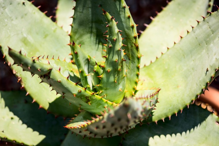 Close up of an Aloe plant's leaves