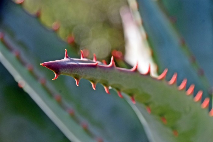 Close up of an Aloe plant's leaves